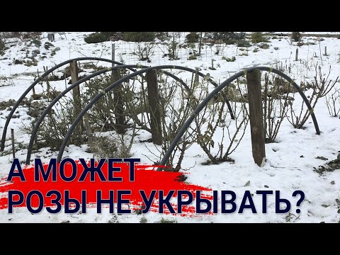 А может розы