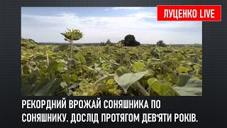 Рекордний врожай соняшника по соняшнику. Дослід протягом дев‘яти років. #сільськегосподарство