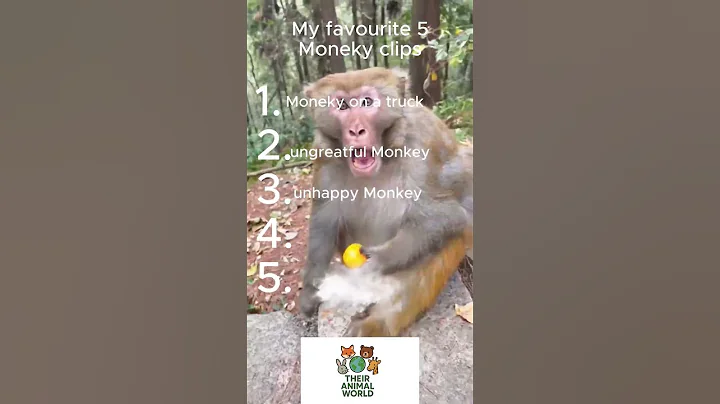 Top 5 funny monkey videos today! #shorts