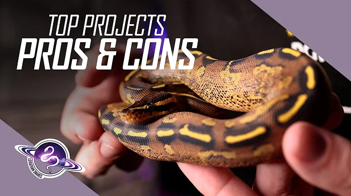 PROS & CONS to Top Ball Python Breeding Projects | Reptile Business Tips