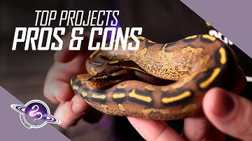 PROS & CONS to Top Ball Python Breeding Projects | Reptile Business Tips