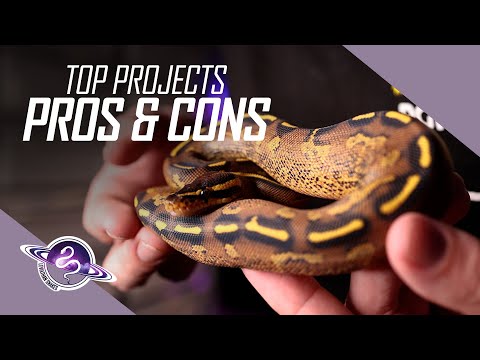 PROS & CONS to Top Ball Python Breeding Projects | Reptile Business Tips