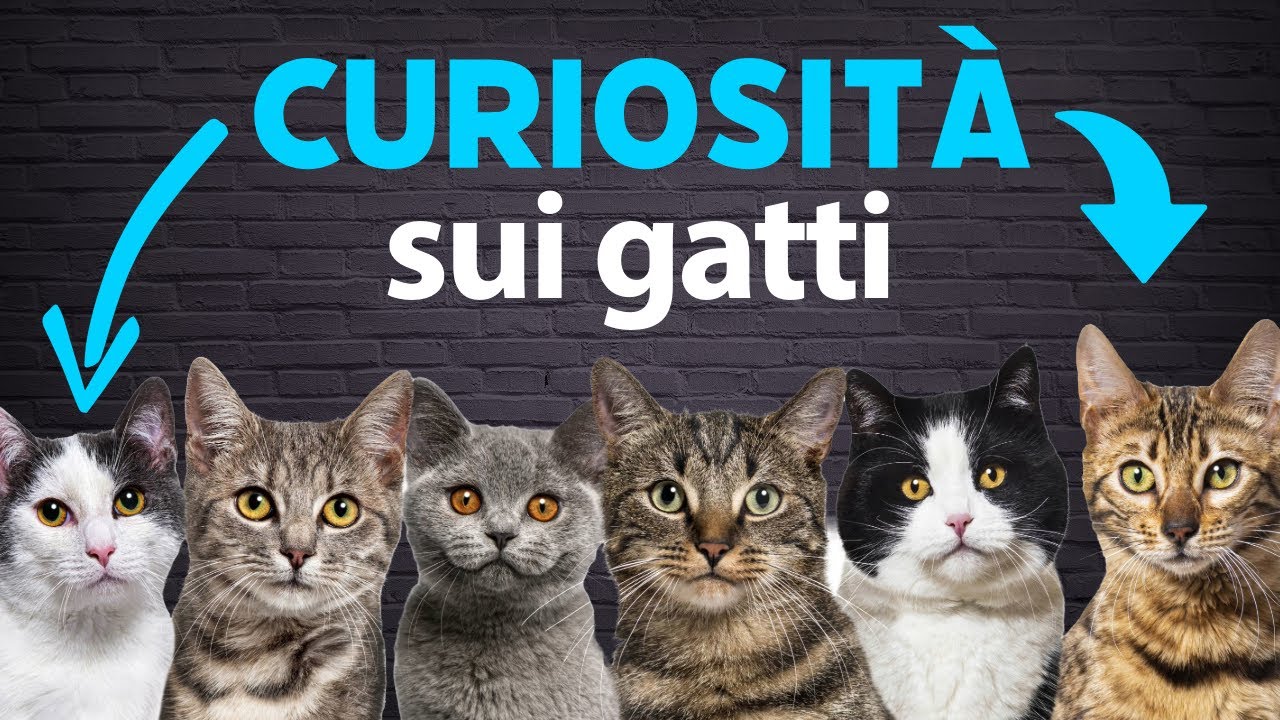 Esplora i Caraibi: metti alla prova le tue conoscenze con il nostro quiz