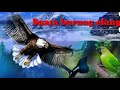 Masteran Suara Burung Elang Masteran Burung Berkicau Mp3 - Mp4 Download