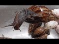 Vietnam street food - Cooking 100 Snails for 3 People Family Dinner Meal in Vietnam
