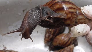 Vietnam street food - Cooking 100 Snails for 3 People Family Dinner Meal in Vietnam