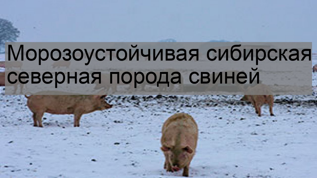 Сибирский северный. Черно белая порода свиней. Дикий северный олень в тундре. Свинья на севере. Сибирская северная свинья.