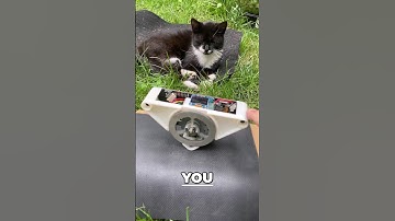 cats vs super cool self-balancing robots 😎 #shorts