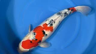 Taisho Sanke - koi #x1217t008 - Marudo Koi Farm