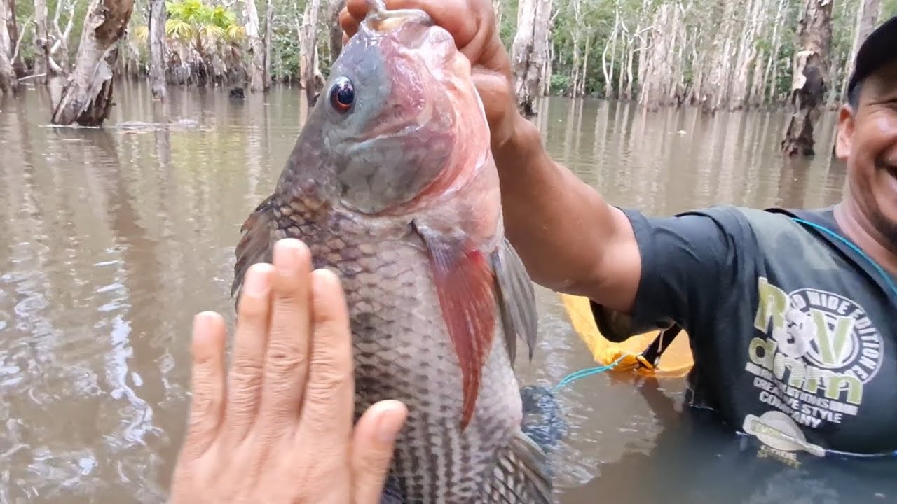 Jaring ikan nila/mujaer babon