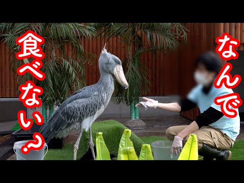 飼育員さんにごはんをもらうハシビロコウふたばちゃん!【春のふたば