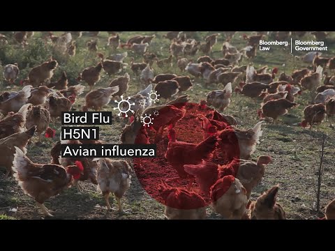 Is the Trump White House Doing Enough to Fight Bird Flu Spread?