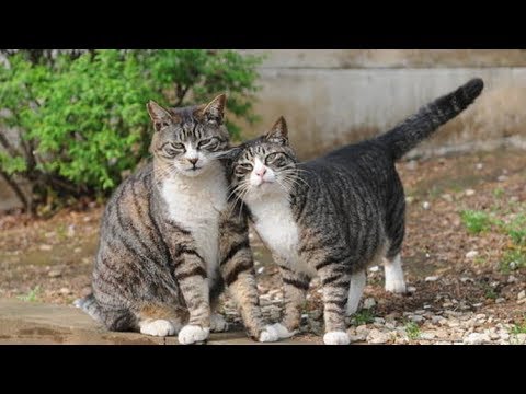 فيديو: استنساخ القطط