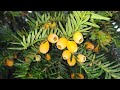 Yellow Yew fruit (Taxus baccata 'Fructo lutea') - YouTube