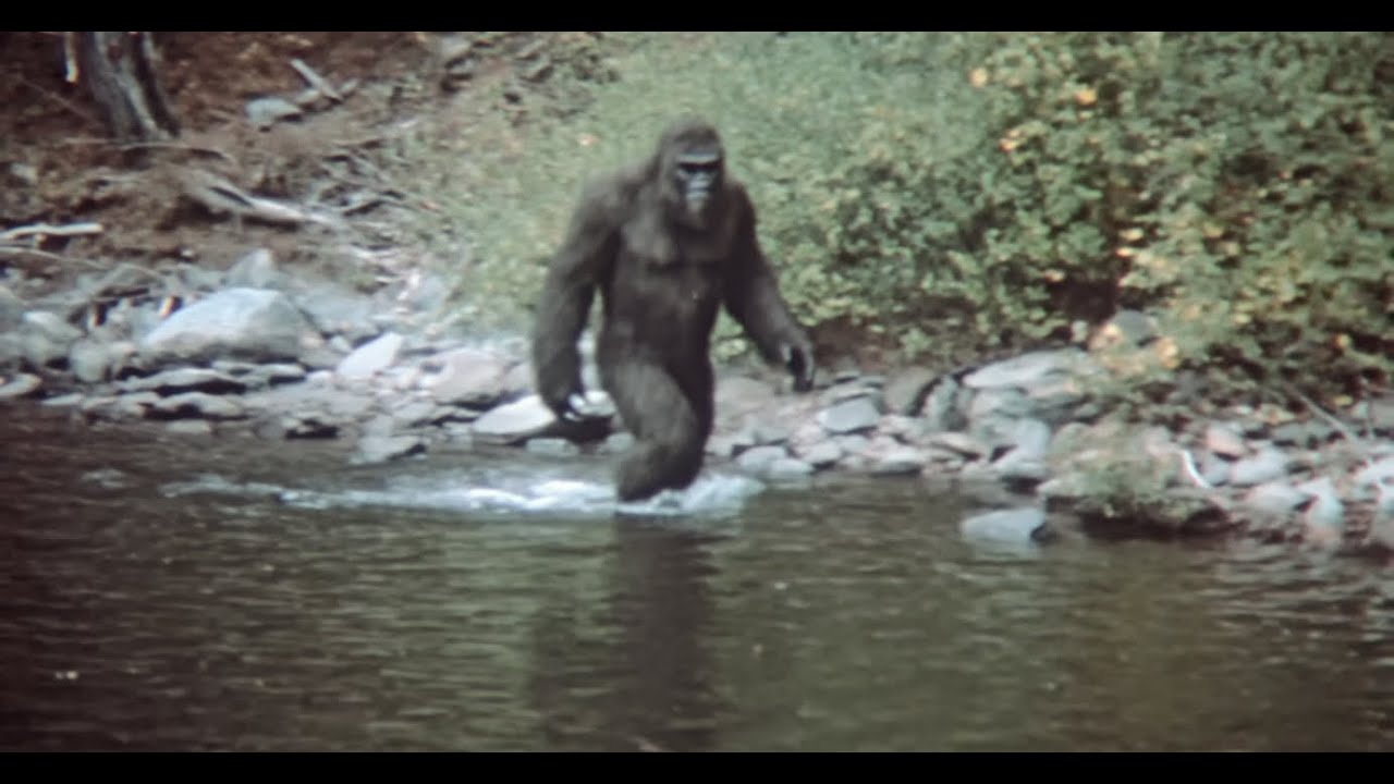 Четкие кадры с Бигфутом шокировали экспертов по дикой природе — посмотрите, пока их не удалили!