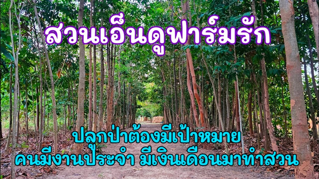 ปลูกป่าต้องมีเป้าหมายแบบฉบับคนมีงานประจำ มีเงินเดือนมาทำสวน : สวนเอ็นดูฟาร์มรัก