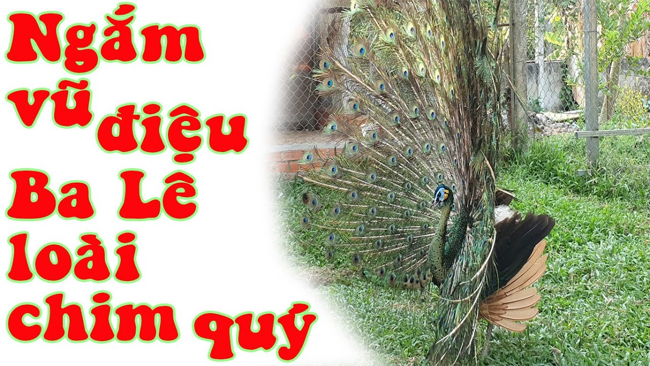 Vũ điệu chim công mùa sinh sản | Trại chim công Cần Thơ | Chuyện nhà nông