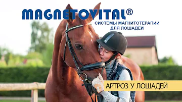 Артроз у лошадей