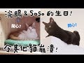 【黃阿瑪的後宮生活】浣腸＆Soso的生日！令其他貓崩潰！