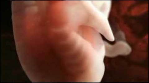 The Flashbulb - Autumn Insomnia Session