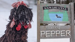 Pepper at Loon Lake Lodge by The Puli 218 views 2 years ago 4 minutes, 8 seconds