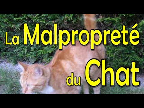 Vidéo: Cat Phéromones - Phéromones Synthétiques Pour Le Visage Félin