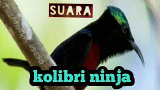 SUARA KOLIBRI NINJA / KONIN SUARA ASLI