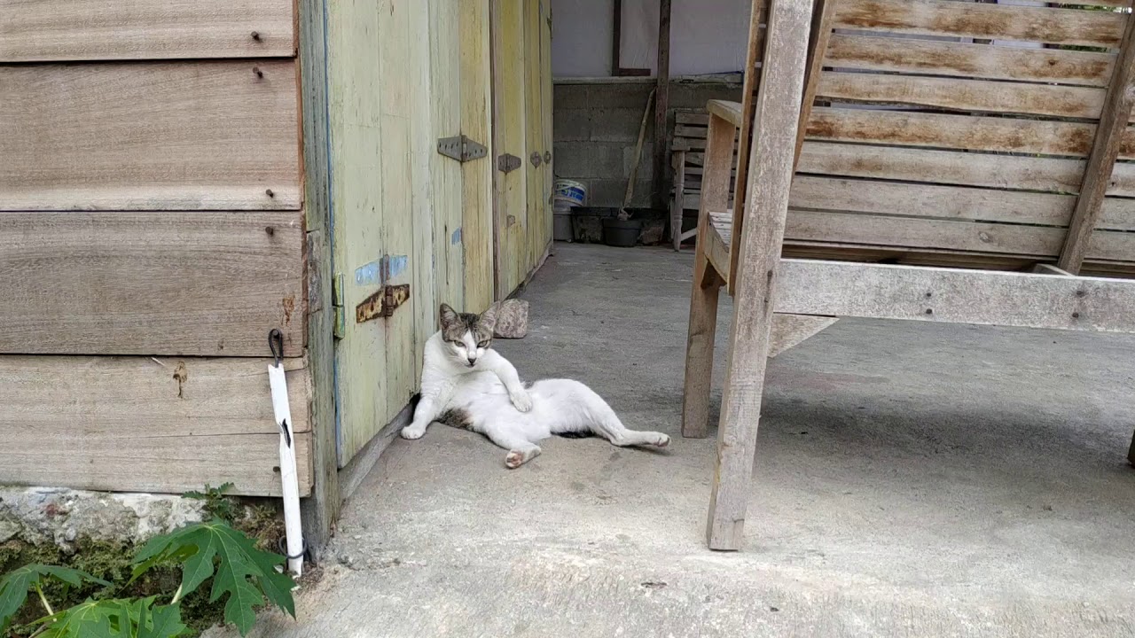 Cute Cat Licking Her Belly YouTube