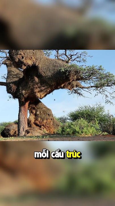 “Pháo Đài Trên Cây” – Loài Chim Xây Tổ Lớn Nhất Hành Tinh #dongvat #khampha #facts