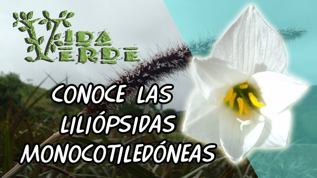 Vida Verde LILIÓPSIDAS