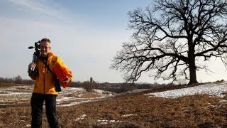 A year in the life of an oak