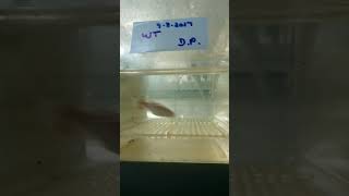 VID 20170810 130618