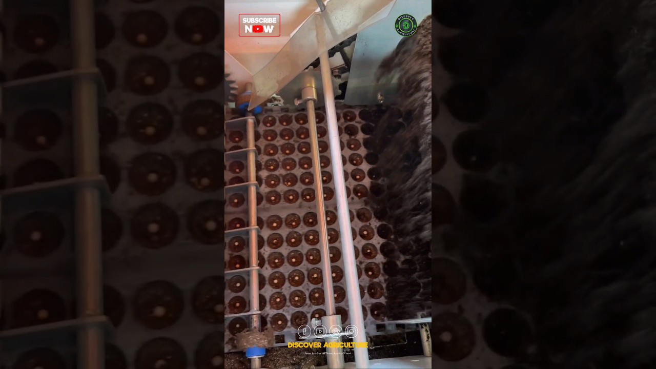 Fully Automated Seed Tray Filling and Seed Sowing Machine