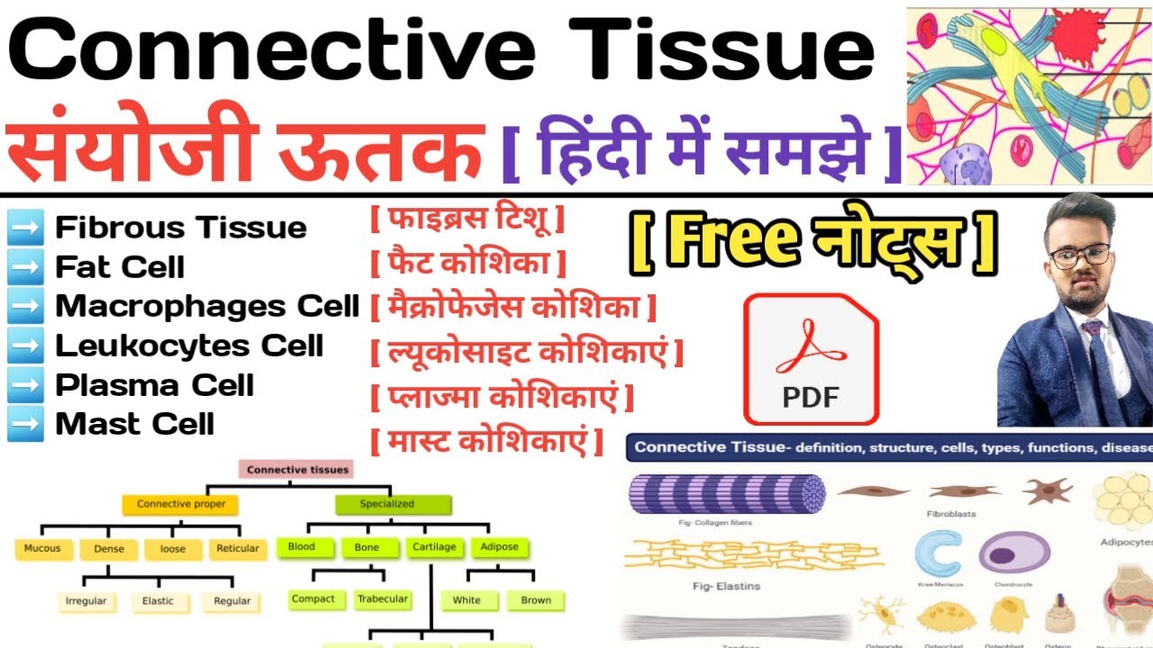 Connective Tissue in hindi Types of Connective Tissue Function of