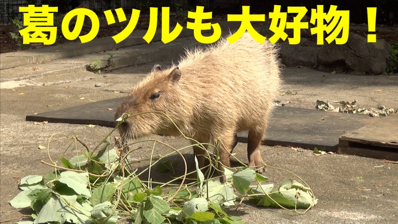 The capybaras at Omiya Park also love kudzu vines! - YouTube