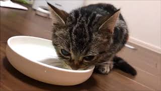 大好物のミルクをお腹いっぱい飲む子猫