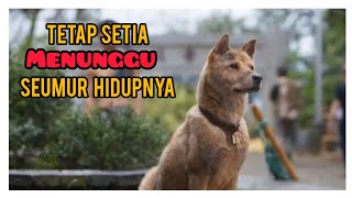 alur cerita HACHIKO 2023 (versi Cina)