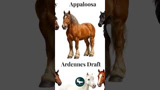 Ardennes Draft Horse: Europe’s Iron Engine 🐎🔥