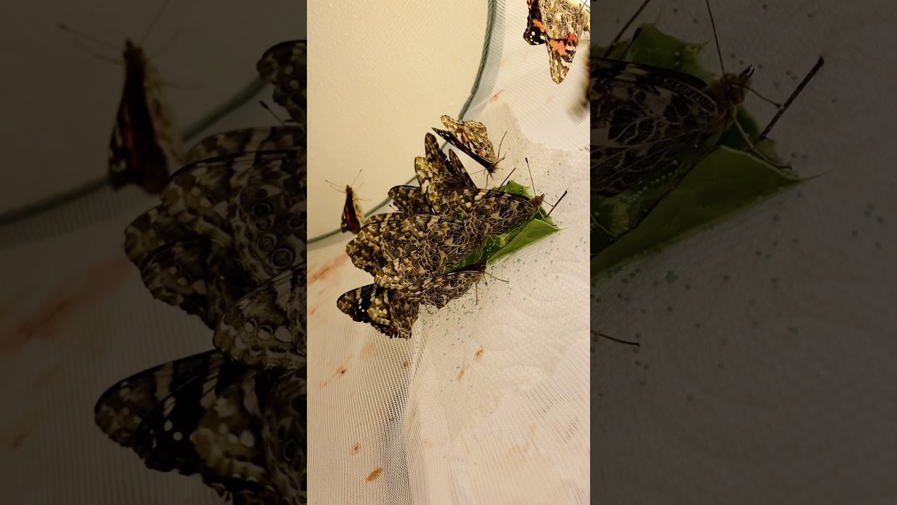 Painted Ladies Laying Eggs YouTube