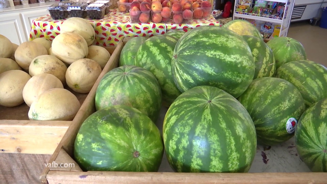 Summer Cantaloupe Season YouTube