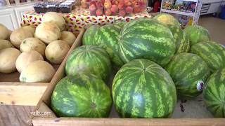 Summer Cantaloupe Season