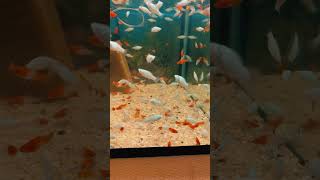 ✅ Xifoforus Kohaku - 20mdl🇲🇩 or.Chisinau#аквариумистика #кишинев#аквариум #garageaquarium