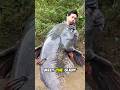 Giant Catfish: Larger Than A Bear? #usa