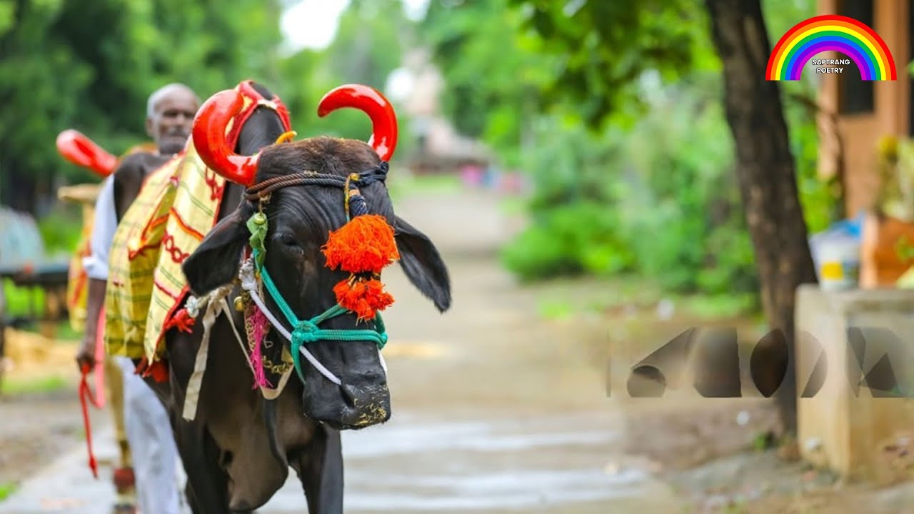      Buffalo Hoon   By Dr Ashok Sinha