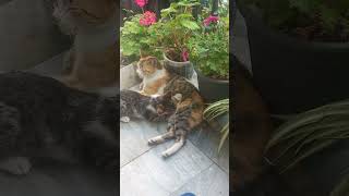 Cat mama breast feeding her child 🤩🥰❤️