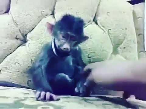 Gülen maymun