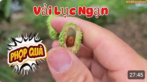 VẢI THIỀU LỤC NGẠN PHỌP HỎNG QUẢ CÓ NHIỀU KHÔNG I NÚI ĐỒI LỤC NGẠN