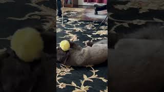 Fun with balls 😆 #cat #cute #play #adorable #persiancats