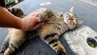 キジトラ猫がウォーキングコースの真ん中でへそ天ポーズになって甘えてきた