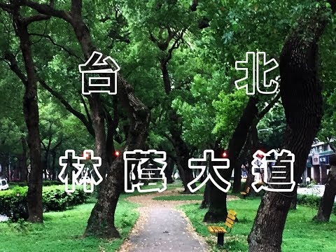 [台北旅遊] 走在台北敦化南路的林蔭道上，台北街道也可以這麼美！| 台北林荫路